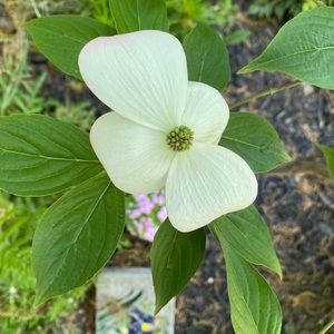 Meet your Posher, Lindsay